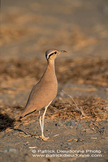 Cream-coloured Courser (Cursiorus cursor) Courvite isabelle  10932