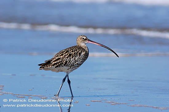 Curlew (Numenius arquata) - Courlis cendré 10601