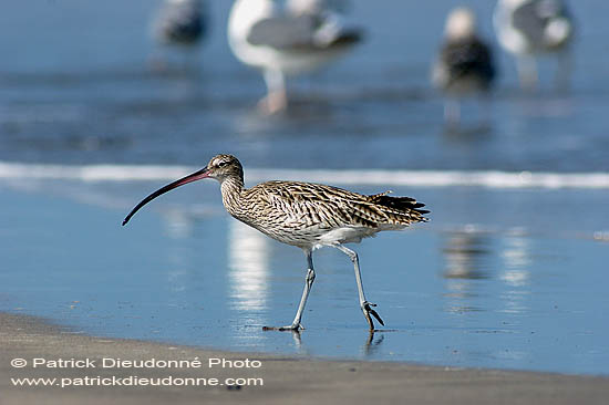 Curlew (Numenius arquata) - Courlis cendré 10602