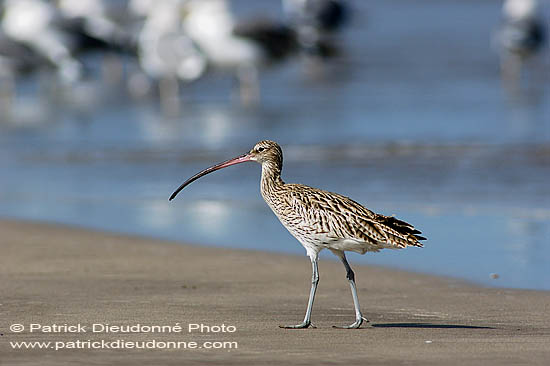 Curlew (Numenius arquata) - Courlis cendré 10603