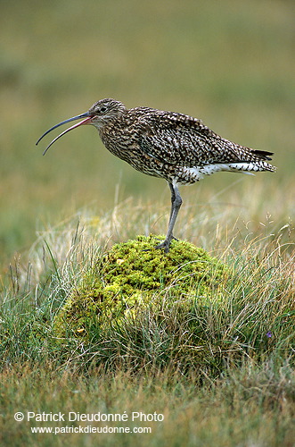 Curlew (Numenius arquata) - Courlis cendré - 11230