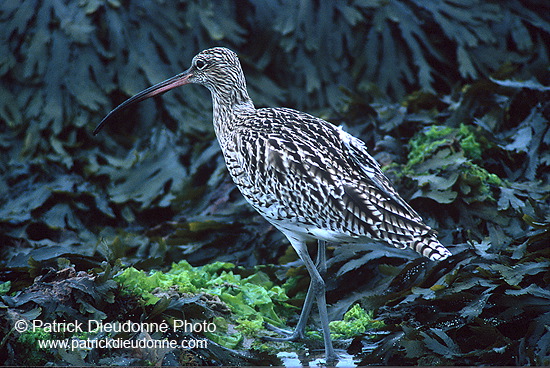 Curlew (Numenius arquata) - Courlis cendré - 11234