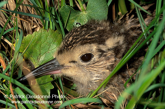 Curlew (Numenius arquata) - Courlis cendré - 11235