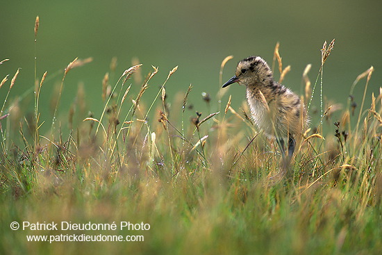 Curlew (Numenius arquata) - Courlis cendré - 17490