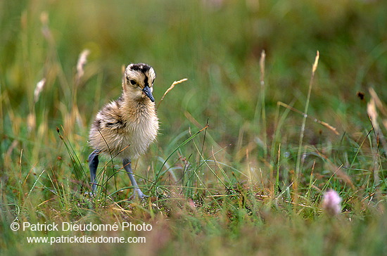 Curlew (Numenius arquata) - Courlis cendré - 17491