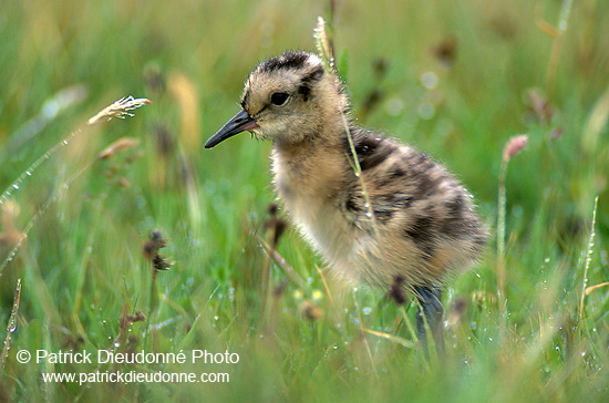 Curlew (Numenius arquata) - Courlis cendré - 17492