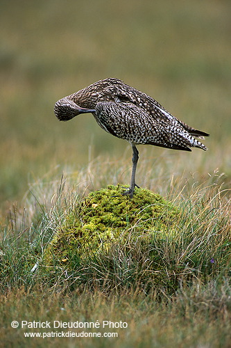 Curlew (Numenius arquata) - Courlis cendré - 17493