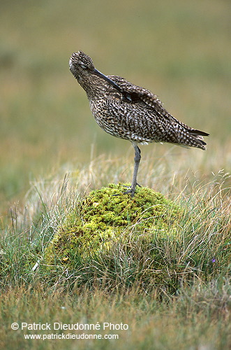 Curlew (Numenius arquata) - Courlis cendré - 17494