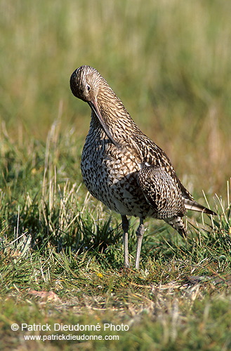 Curlew (Numenius arquata) - Courlis cendré - 17495