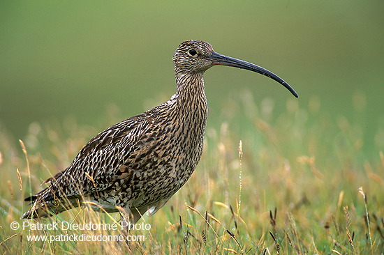 Curlew (Numenius arquata) - Courlis cendré - 17496