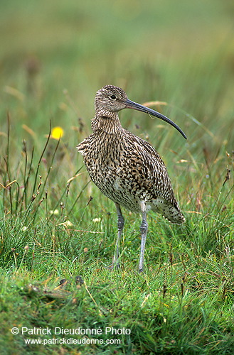 Curlew (Numenius arquata) - Courlis cendré - 17497