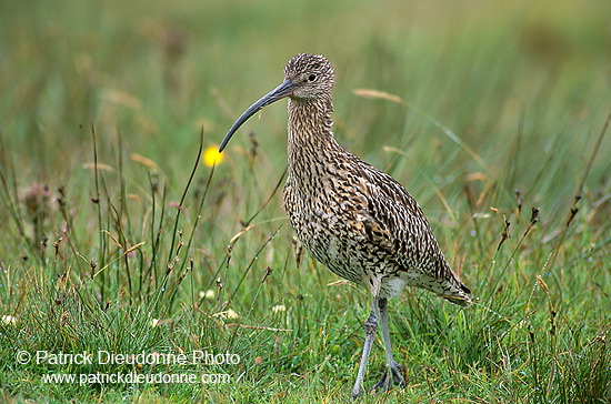 Curlew (Numenius arquata) - Courlis cendré - 17498