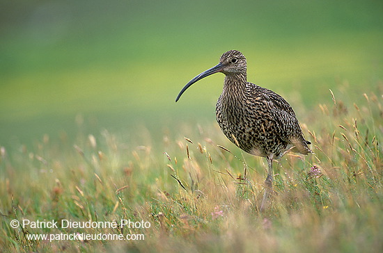Curlew (Numenius arquata) - Courlis cendré - 17500