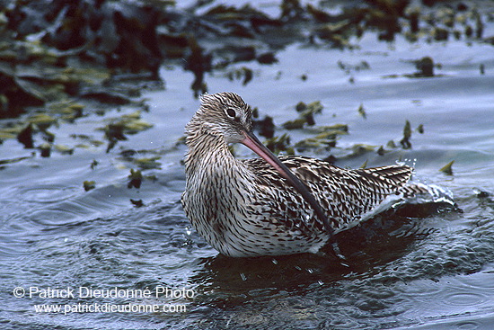 Curlew (Numenius arquata) - Courlis cendré - 17503