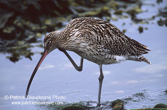 Curlew (Numenius arquata) - Courlis cendré - 17504