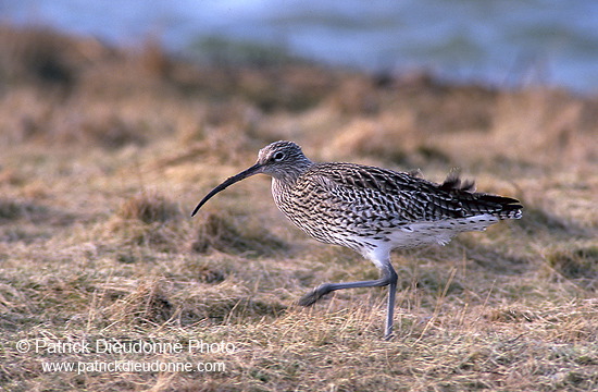 Curlew (Numenius arquata) - Courlis cendré - 17505