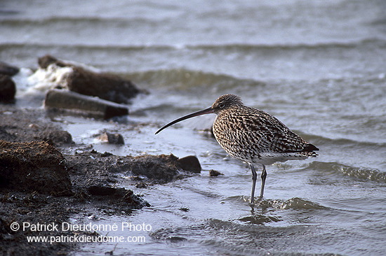 Curlew (Numenius arquata) - Courlis cendré - 17506