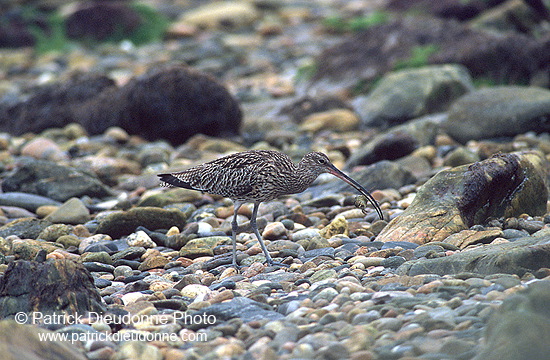 Curlew (Numenius arquata) - Courlis cendré - 17508