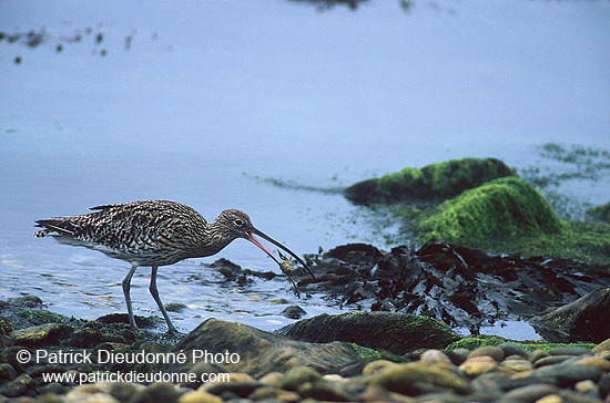 Curlew (Numenius arquata) - Courlis cendré - 17509