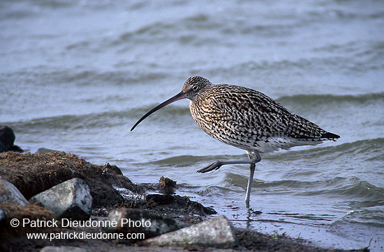 Curlew (Numenius arquata) - Courlis cendré - 17512