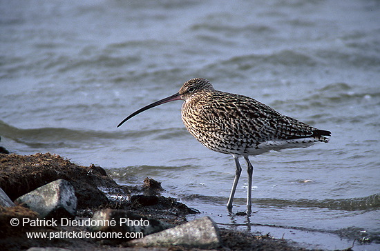 Curlew (Numenius arquata) - Courlis cendré - 17514