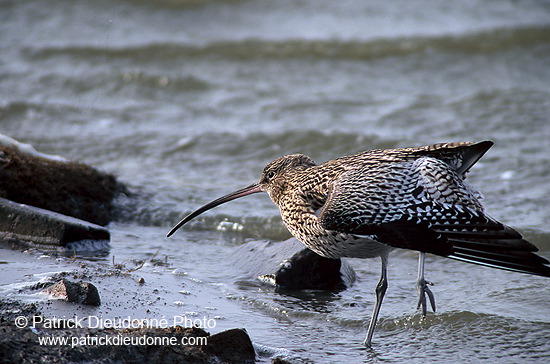 Curlew (Numenius arquata) - Courlis cendré - 17515