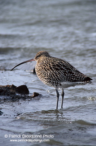 Curlew (Numenius arquata) - Courlis cendré - 17516