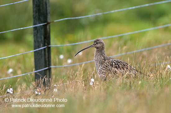 Curlew (Numenius arquata) - Courlis cendré - 17517