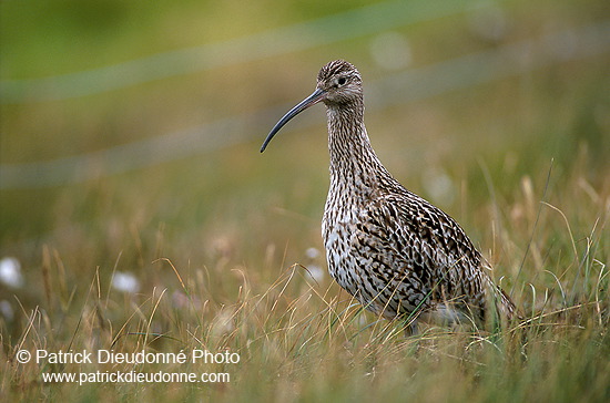 Curlew (Numenius arquata) - Courlis cendré - 17518