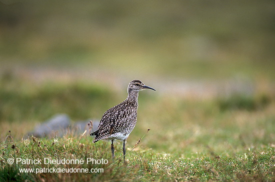 Curlew (Numenius arquata) - Courlis cendré - 17519