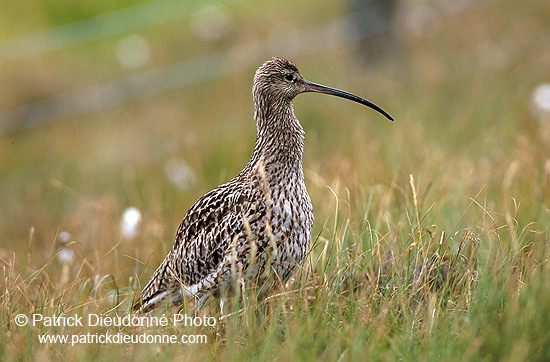 Curlew (Numenius arquata) - Courlis cendré - 17520