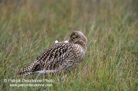 Curlew (Numenius arquata) - Courlis cendré - 17521