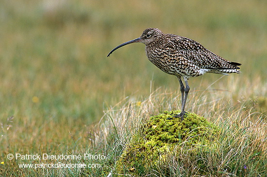 Curlew (Numenius arquata) - Courlis cendré - 17522