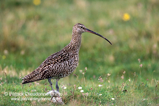 Curlew (Numenius arquata) - Courlis cendré - 17523