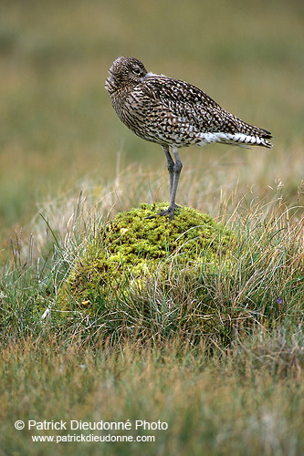 Curlew (Numenius arquata) - Courlis cendré - 17524