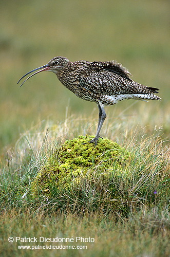 Curlew (Numenius arquata) - Courlis cendré - 17525