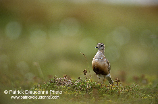 Dotterel (Charadrius morinellus) - Pluvier guignard - 11239