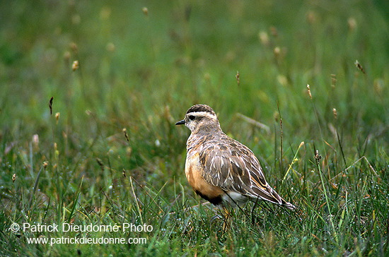 Dotterel (Charadrius morinellus) - Pluvier guignard - 17527