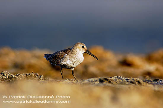 Dunlin (Calidris alpina alpina) - Bécasseau variable (10608)