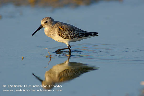 Dunlin (Calidris alpina alpina) - Bécasseau variable (10609)