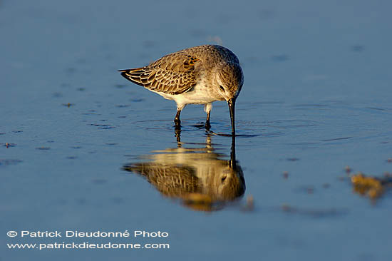 Dunlin (Calidris alpina alpina) - Bécasseau variable 10610