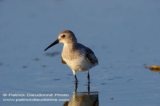 Dunlin (Calidris alpina alpina) - Bécasseau variable  10611