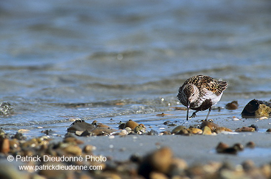 Dunlin (Calidris alpina) - Becasseau variable - 17529