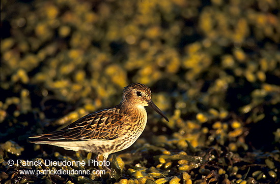 Dunlin (Calidris alpina) - Becasseau variable - 17530