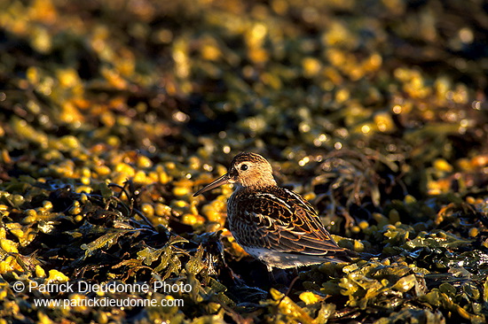 Dunlin (Calidris alpina) - Becasseau variable - 17531