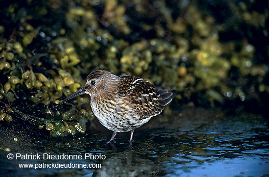 Dunlin (Calidris alpina) - Becasseau variable - 17532