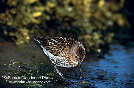 Dunlin (Calidris alpina) - Becasseau variable - 17533