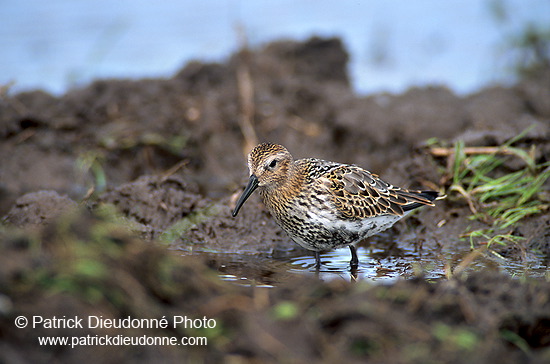 Dunlin (Calidris alpina) - Becasseau variable - 17535