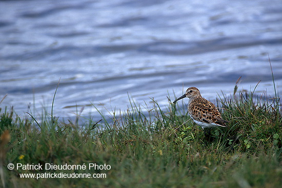 Dunlin (Calidris alpina) - Becasseau variable - 17536