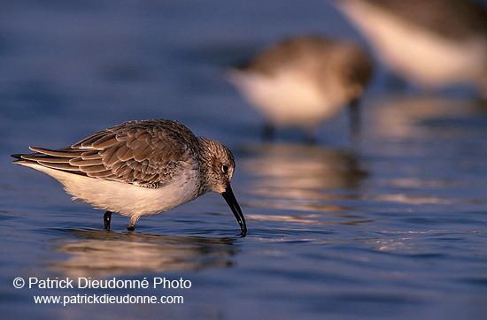 Dunlin (Calidris alpina) - Becasseau variable - 17537